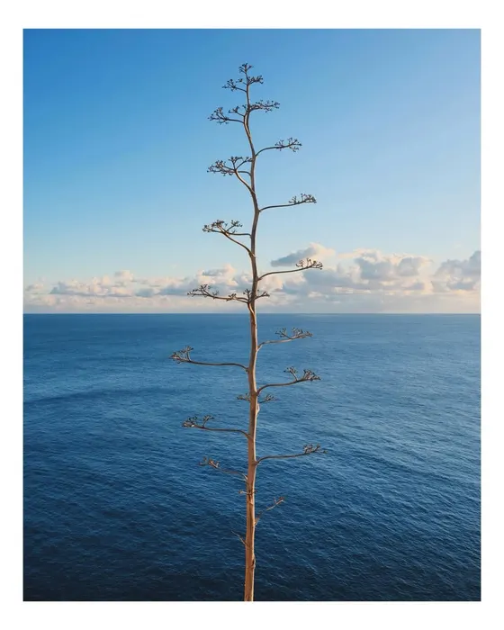 Échappées, photographie de Noa Nøxen